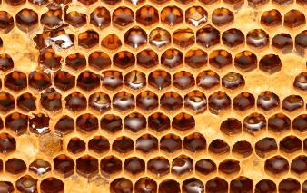A cross section of beehive honeycomb