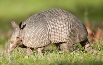 An armadillo