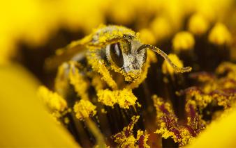Bees Polinating